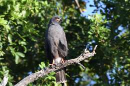 Image of Everglade snail kite