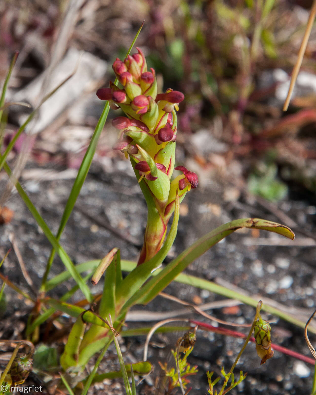 Image of African weed-orchid