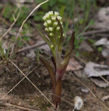 Imagem de Petasites spurius (Retz.) Rchb.