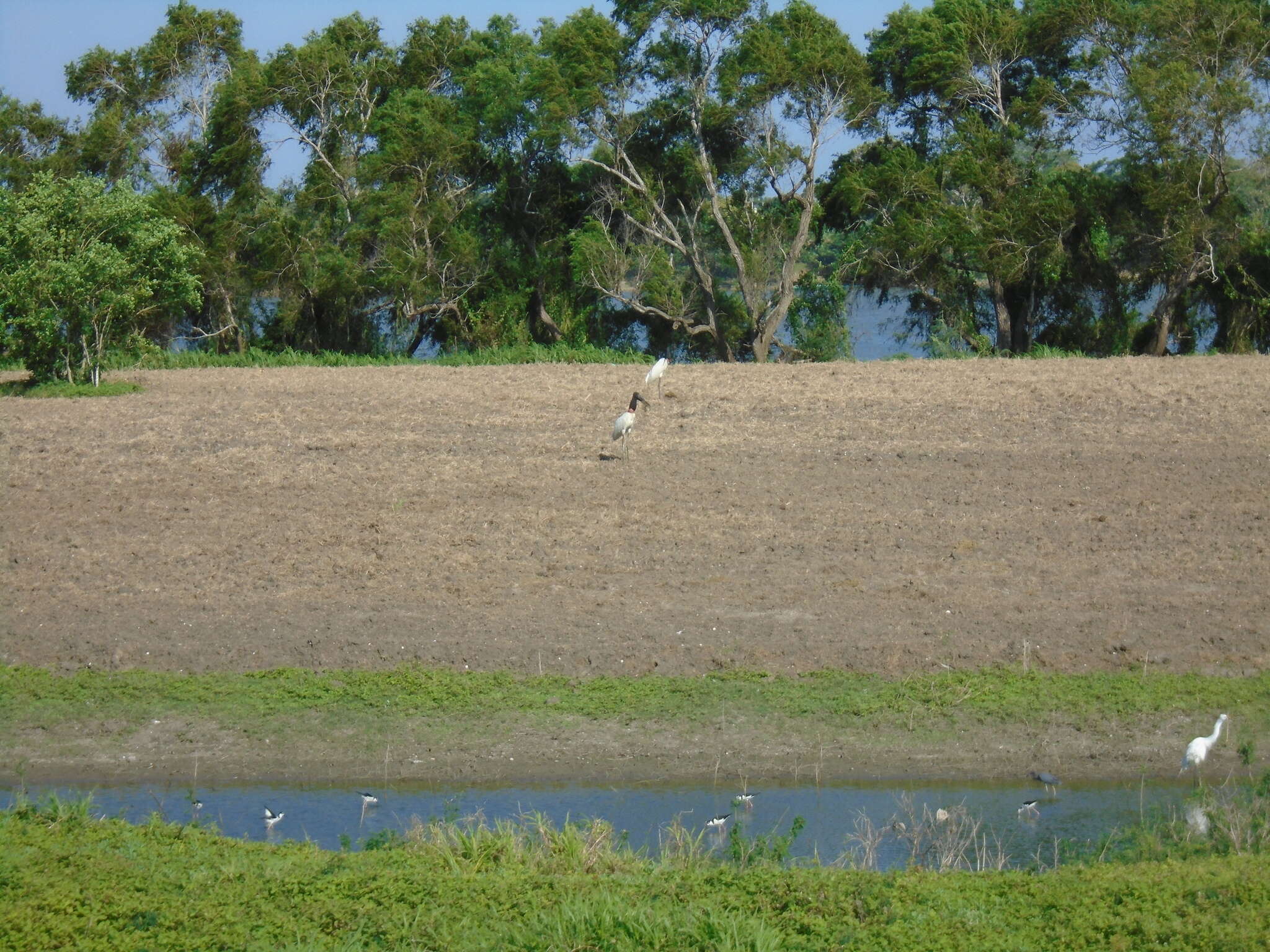 Image of Jabiru Hellmayr 1906