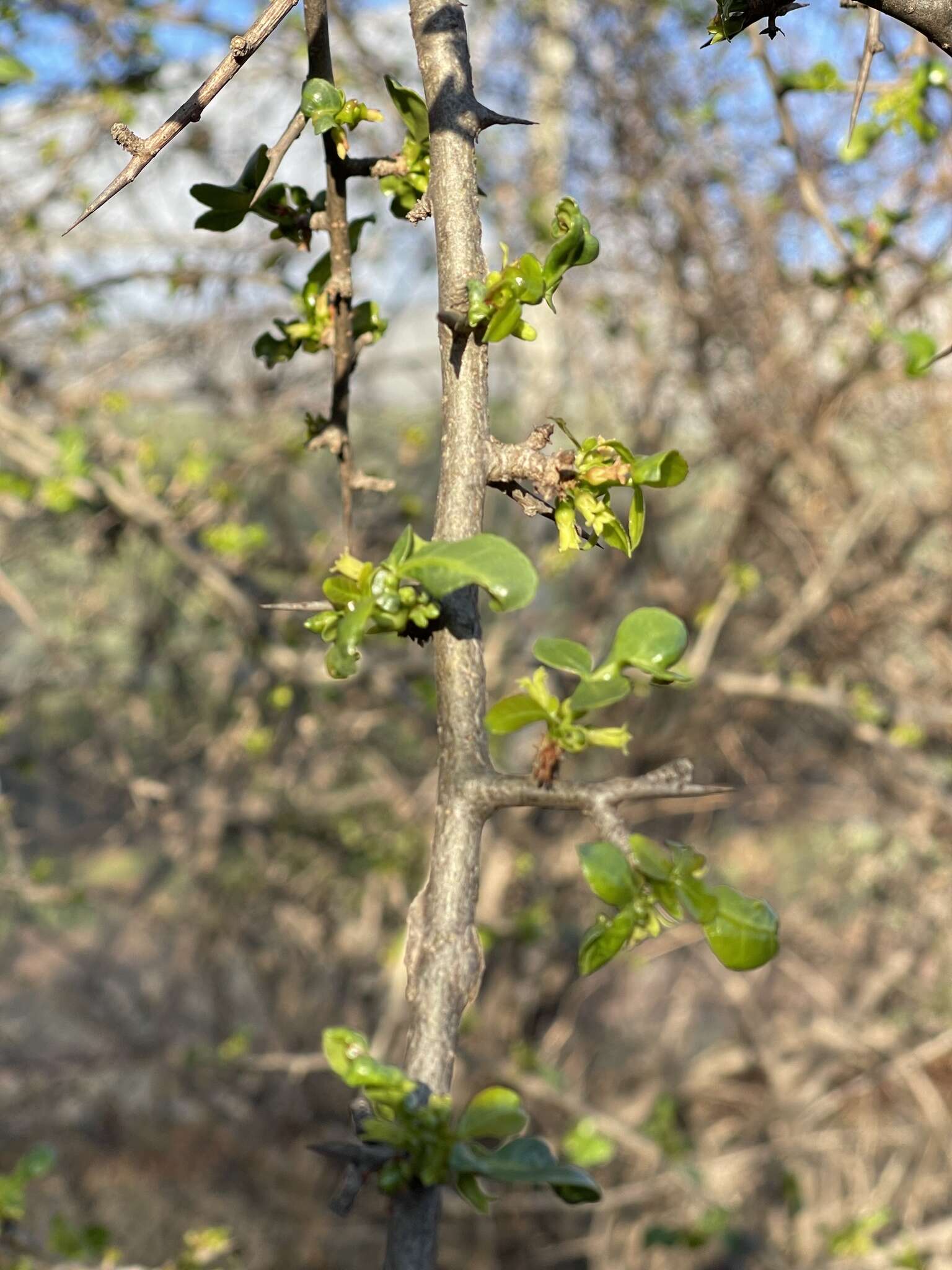 Image of Sweet-root corkwood