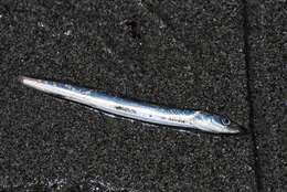 Image of Japanese sand lance