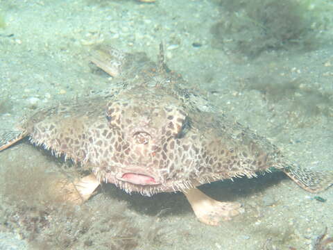 Image of Polka-dot batfish