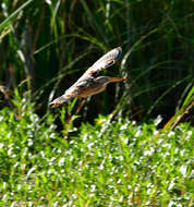 Image of Stripe-backed Bittern