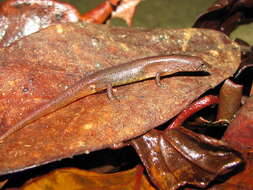 Image of Czechuras Litter-skink