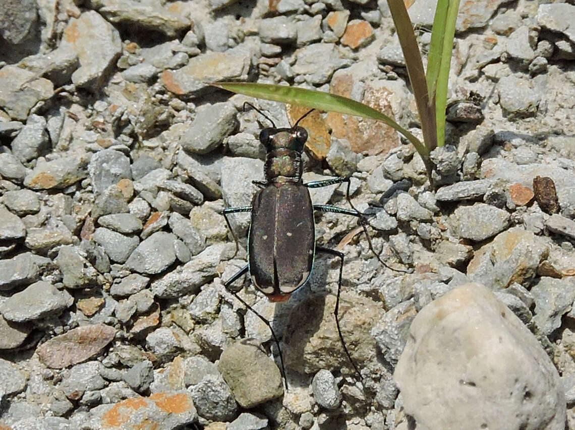 Image of Cicindela (Cicindelidia) rufiventris Dejean 1825