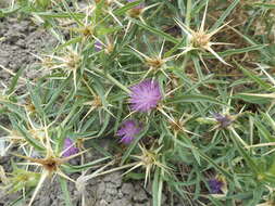 Centaurea calcitrapa L. resmi