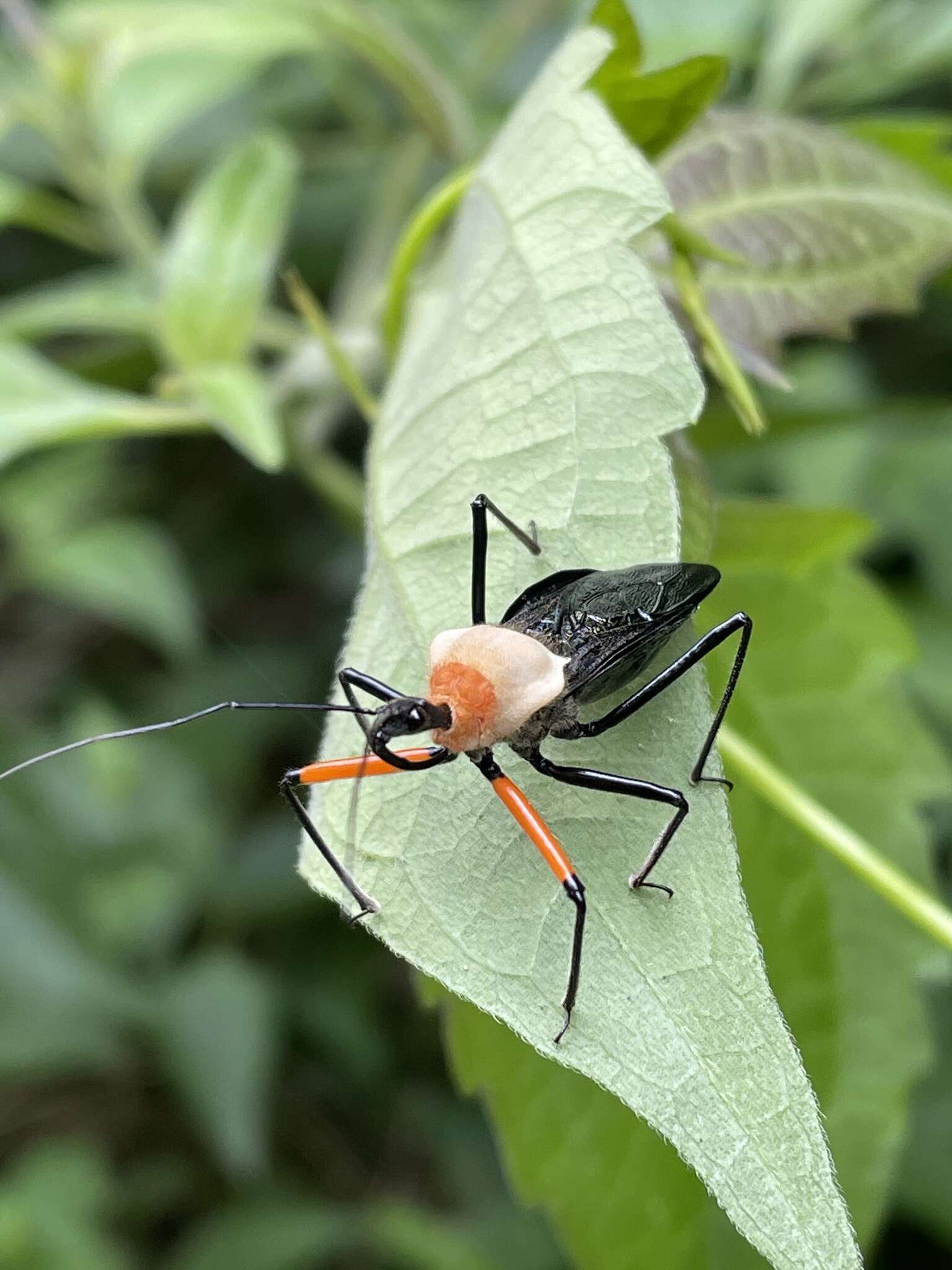 Plancia ëd Rhynocoris nitidulus (Fabricius 1781)