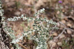 Image de Sclerolaena birchii (F. Müll.) Domin