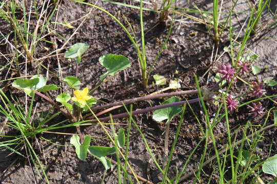 Image of Caltha palustris subsp. violacea (Khokhr.) A. N. Luferov