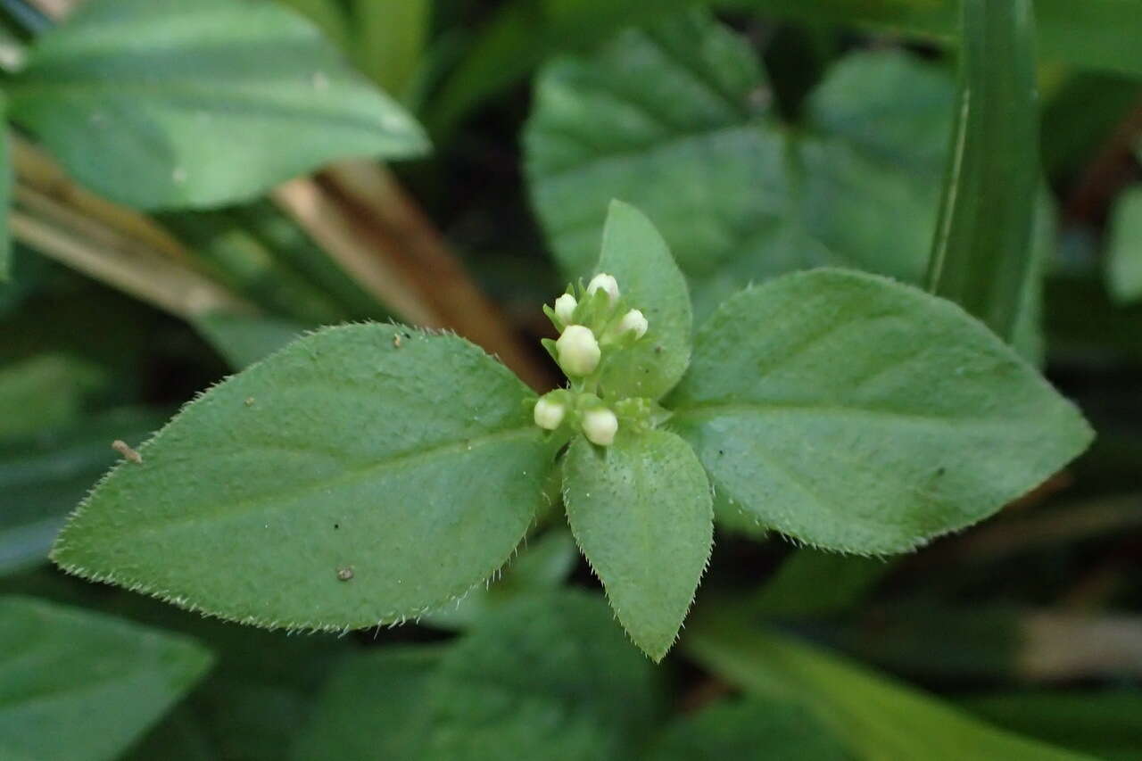 Image of Neanotis formosana (Hayata) W. H. Lewis