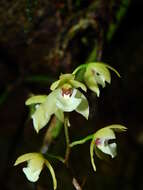 Imagem de Koellensteinia carraoensis Garay & Dunst.