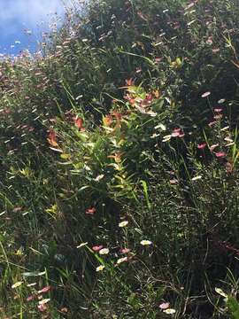 صورة Gaultheria oppositifolia Hook. fil.