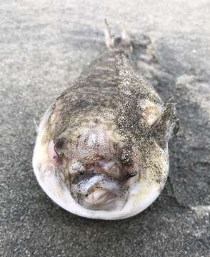 Image of Hong Kong Pufferfish