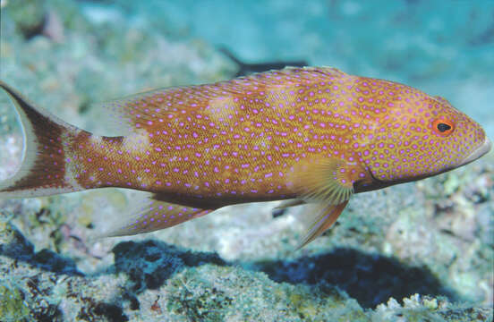 Image of Lunar-tailed Grouper