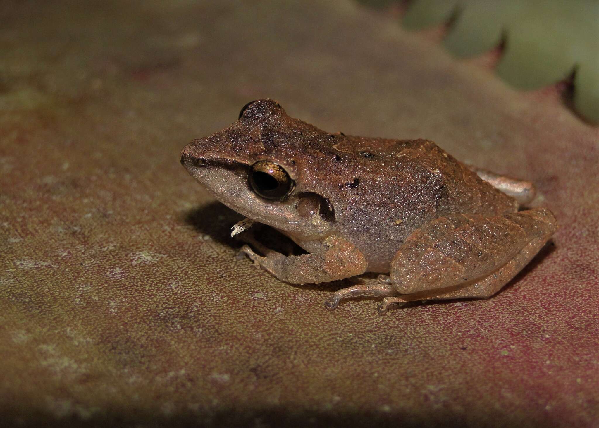 Image of Paraiba Robber Frog