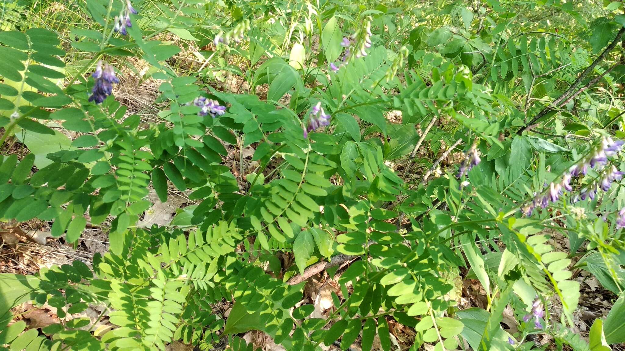 Plancia ëd Vicia cassubica L.