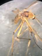 Imagem de <i>Aedes fulvus pallens</i> Ross