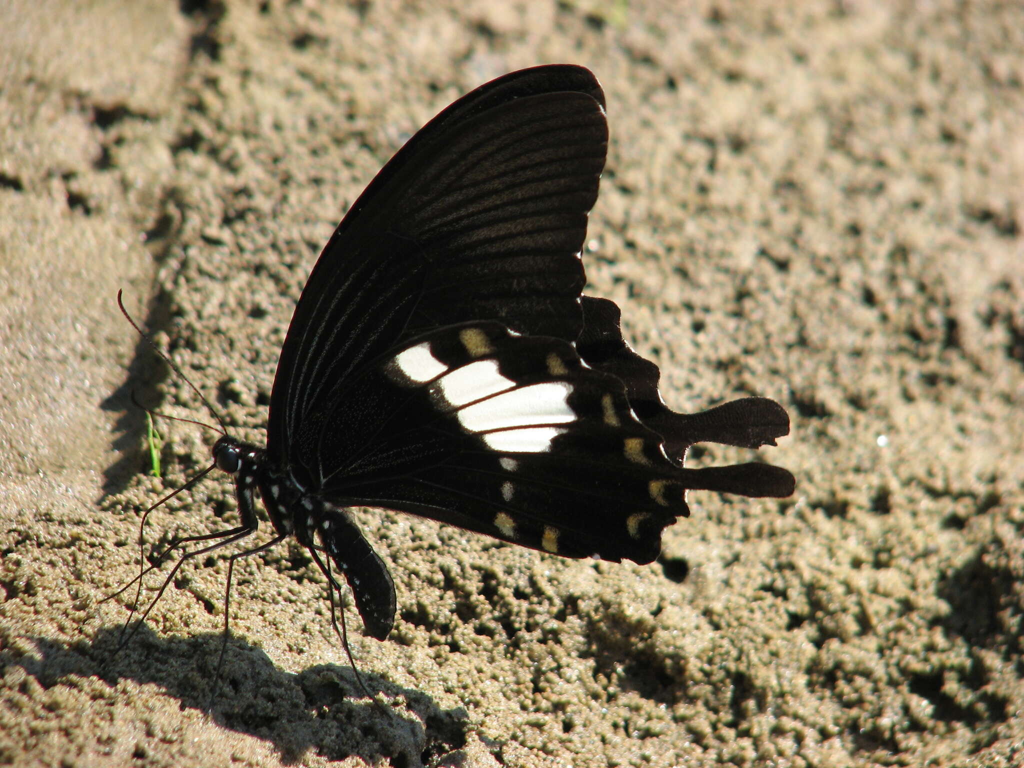 Image of Papilio nephelus Boisduval 1836