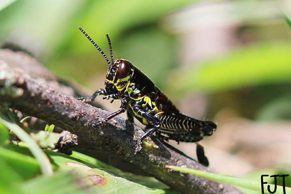 Image of Aztecacris laevis (Rehn & J. A. G. 1900)