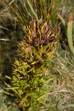 Gentianella thyrsoidea (Hook.) Fabris的圖片