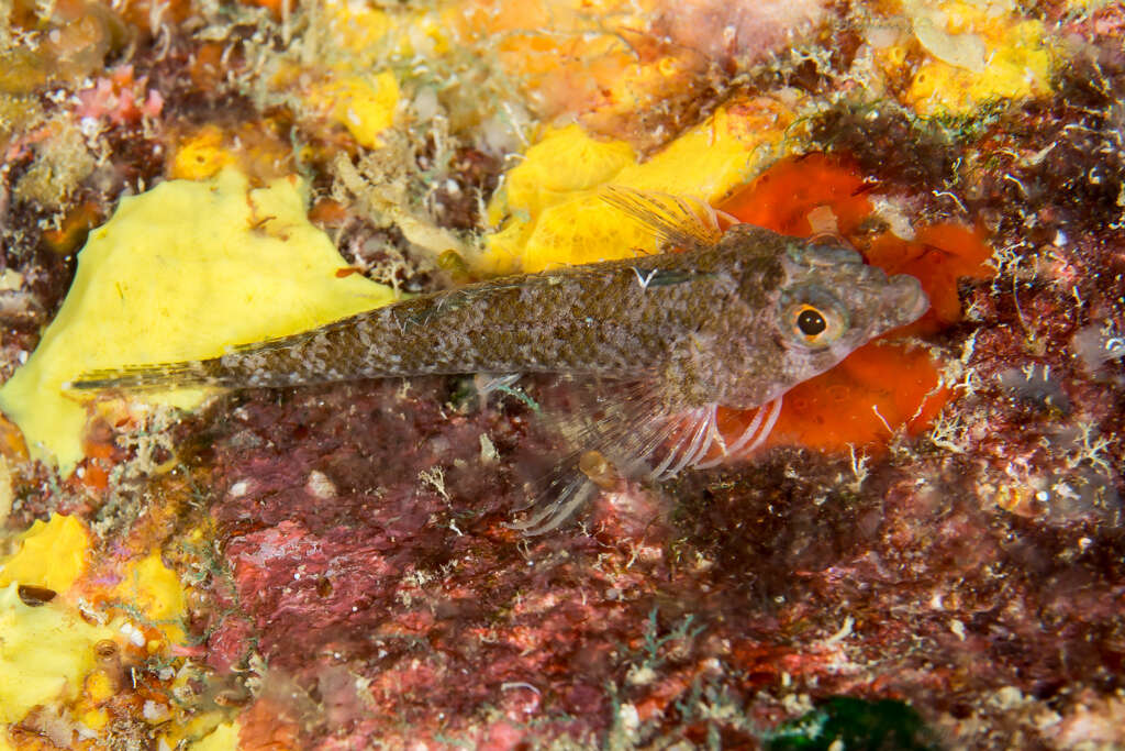 Image of Lord Howe scaly-headed triplefin