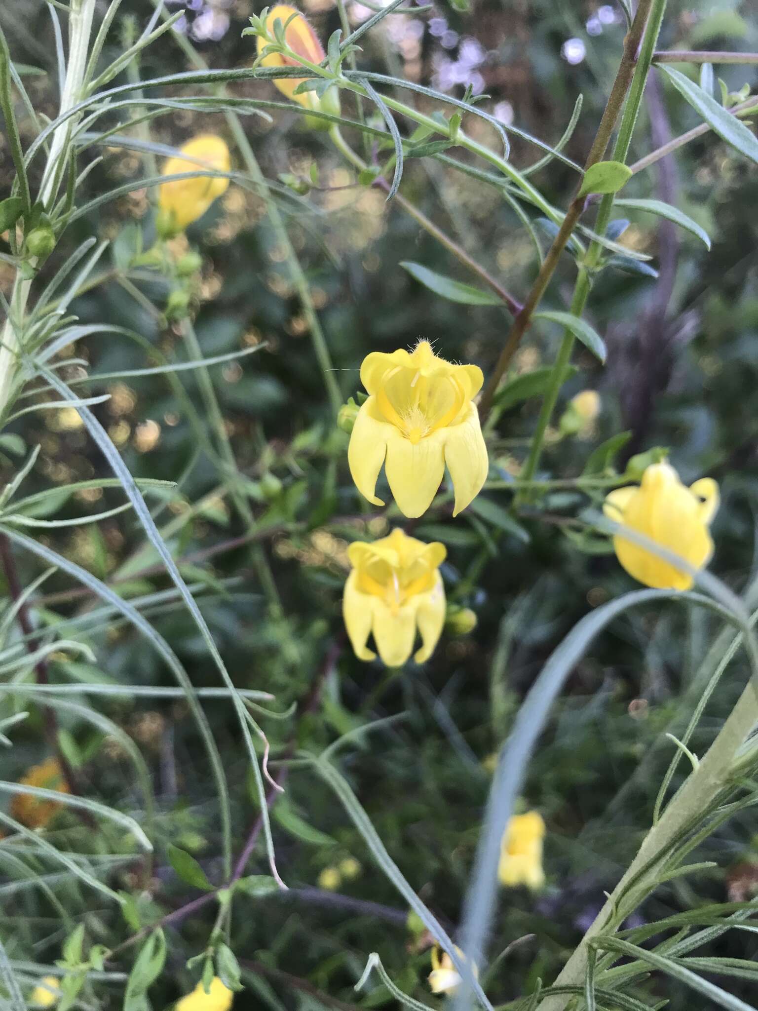 Image of snapdragon penstemon