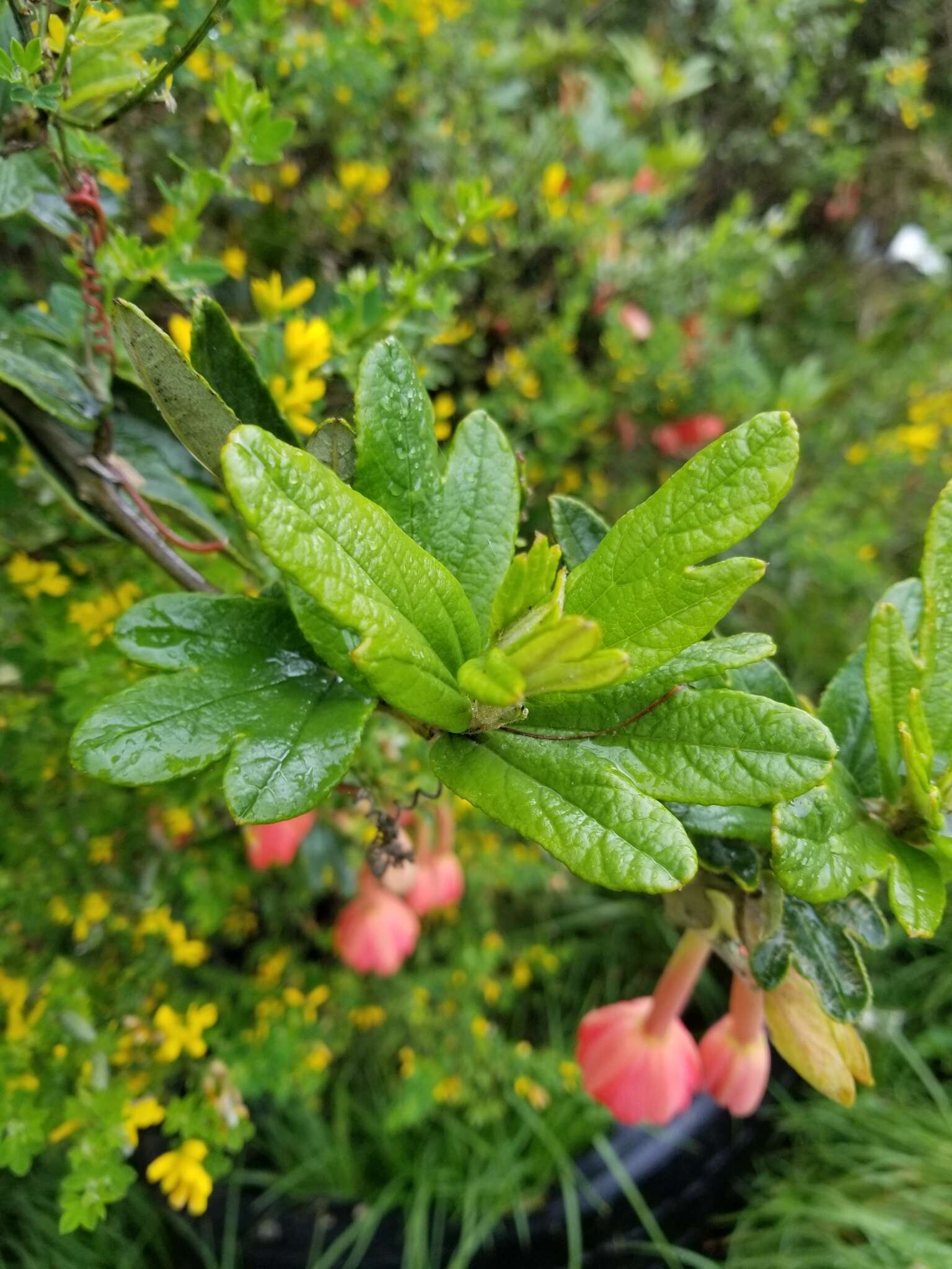 Imagem de Passiflora crispolanata Uribe