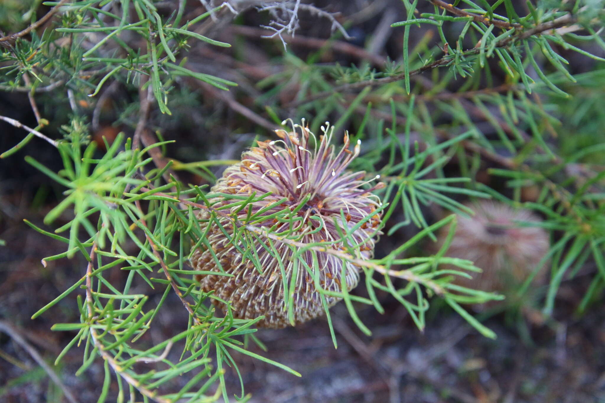 Imagem de Banksia telmatiaea A. S. George