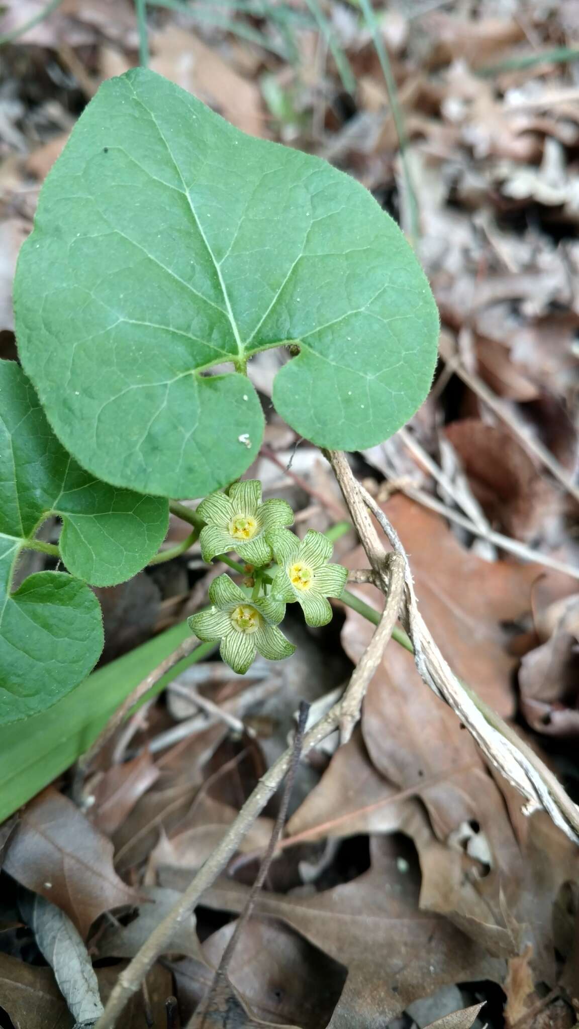 Image of plateau milkvine