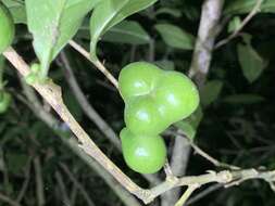 Imagem de Camellia sinensis var. assamica (Masters) Kitamura