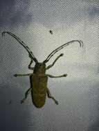 Image of Poplar Long-Horned Beetle