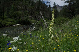 Imagem de Aconitum lycoctonum subsp. neapolitanum (Ten.) Nyman