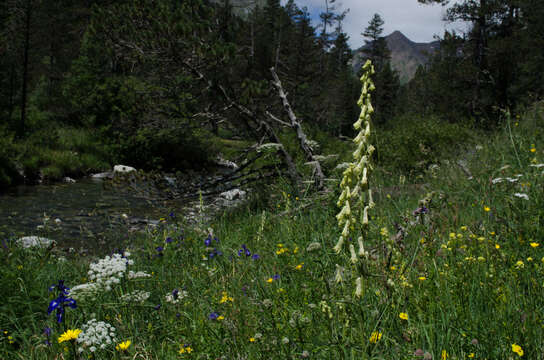 Image of Aconitum lycoctonum subsp. neapolitanum (Ten.) Nyman