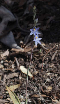 صورة Thelymitra graminea Lindl.