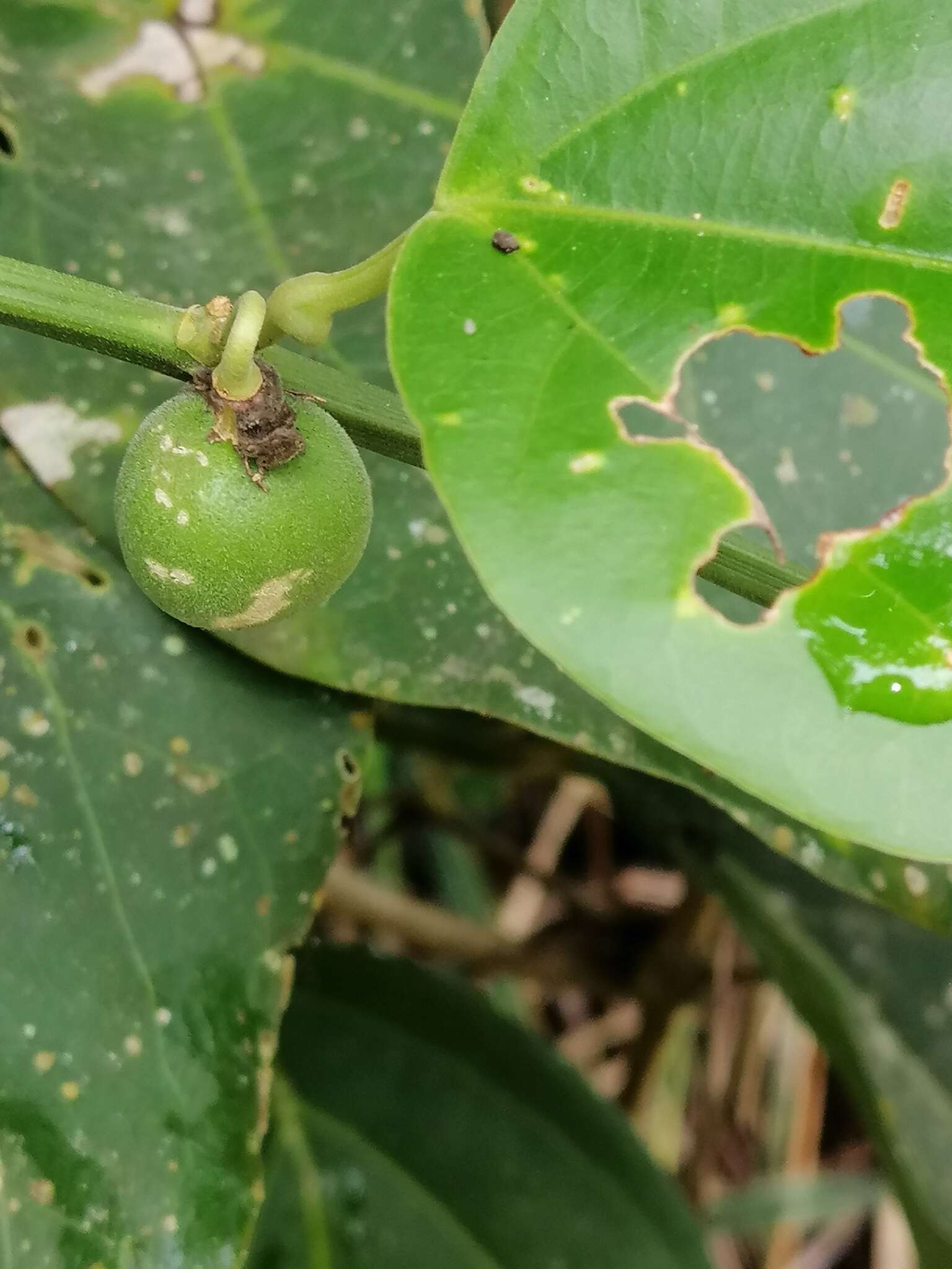 Passiflora auriculata Kunth的圖片