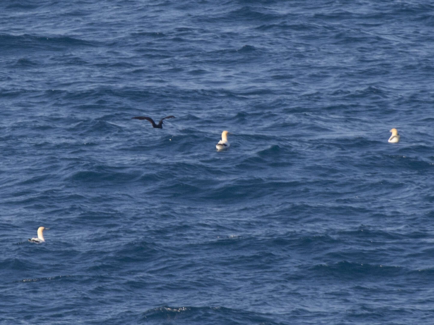 Image of Flesh-footed Shearwater