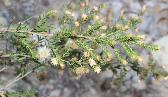 Image of Baccharis ramiflora A. Gray