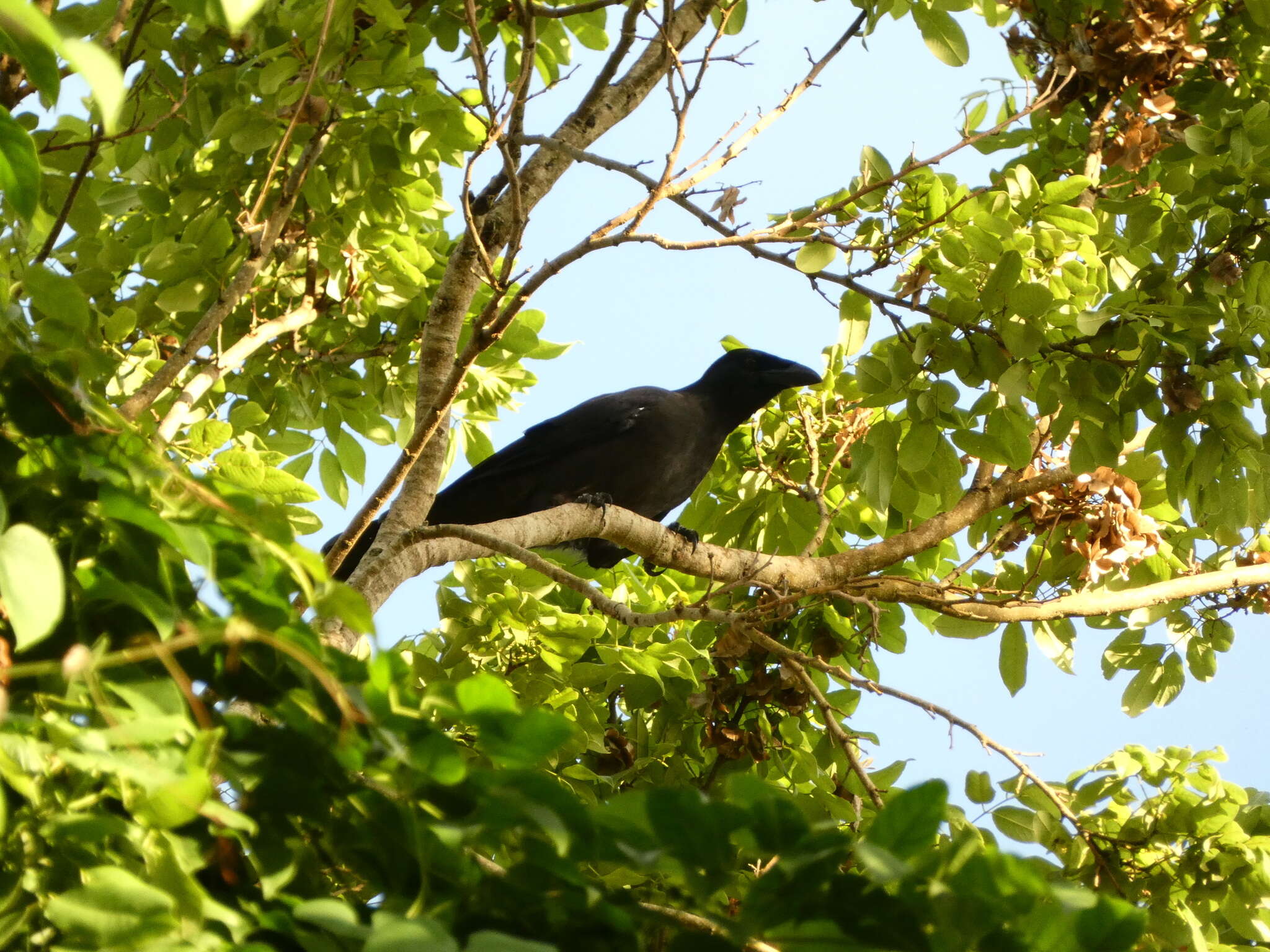 Imagem de Corvus jamaicensis Gmelin & JF 1788