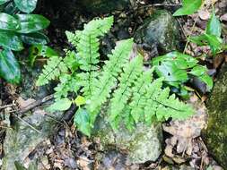 Image of rival lipfern