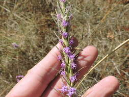 Слика од Liatris punctata var. mucronata (DC.) B. L. Turner