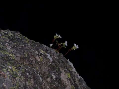 Слика од Saxifraga pedemontana All.