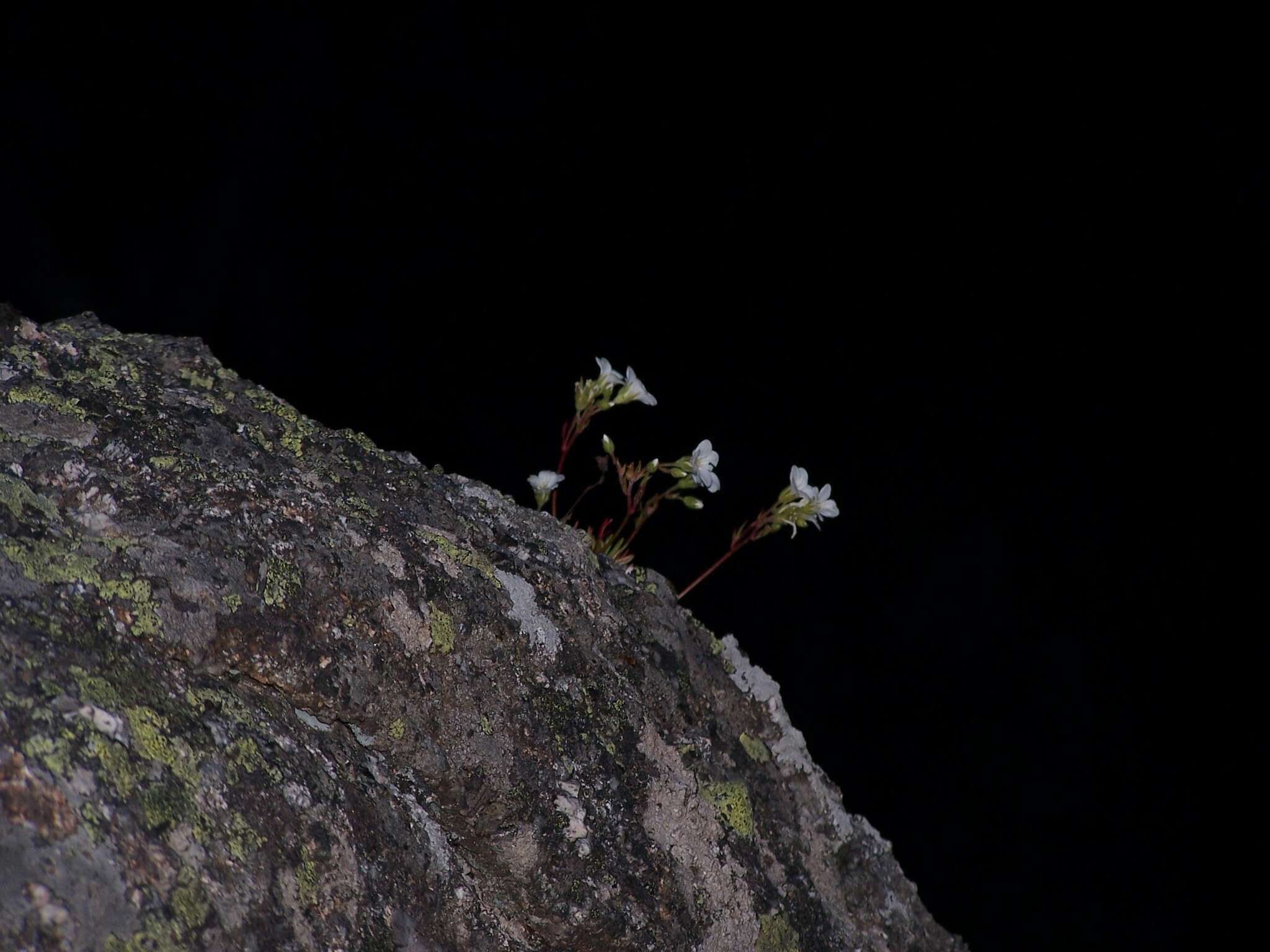 Слика од Saxifraga pedemontana subsp. prostii (Sternb.) D. A. Webb