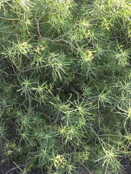 Image de Euphorbia regis-jubae J. Gay