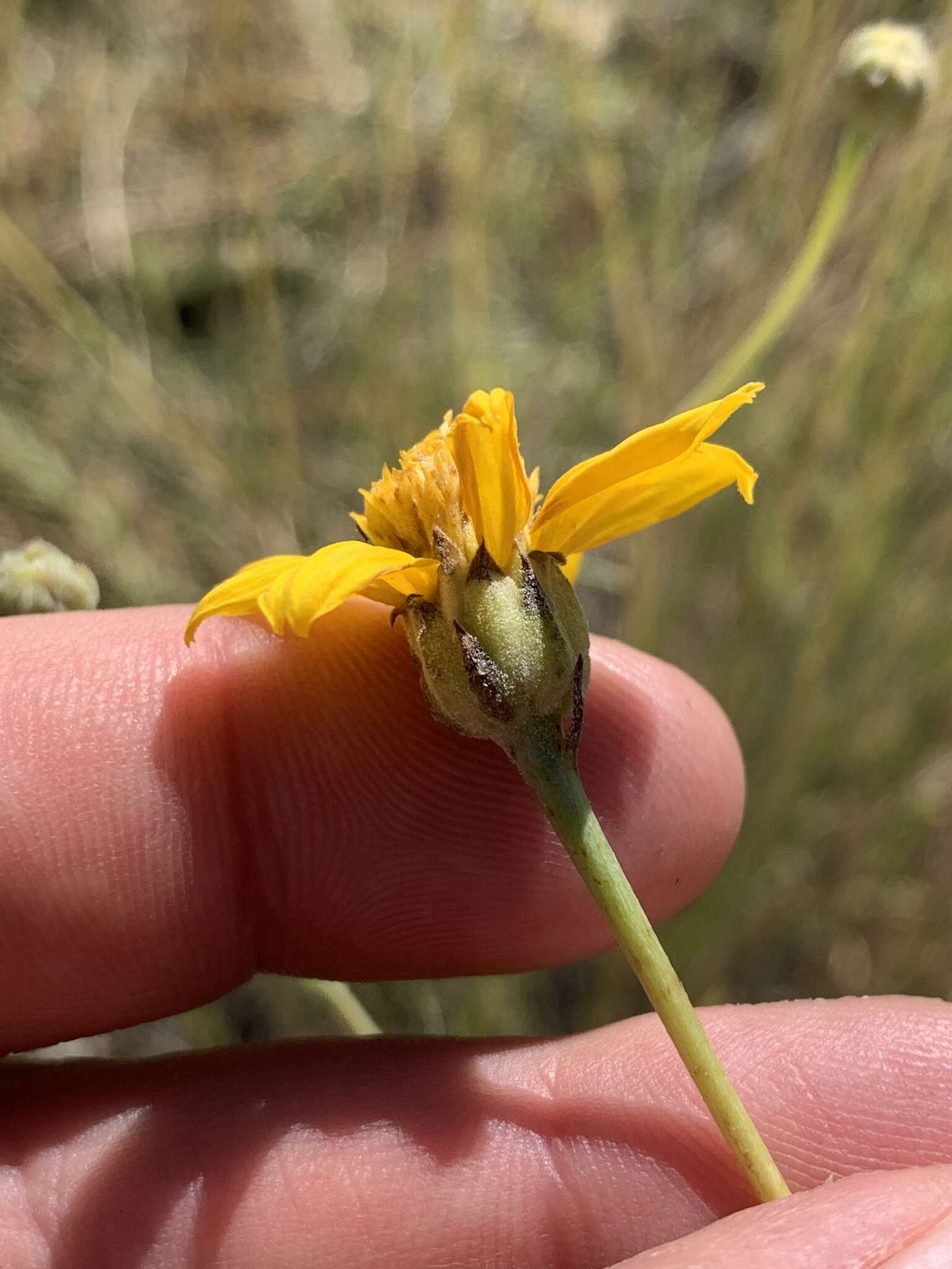 Image of Helianthus devernii Draper