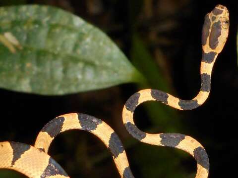 Imantodes cenchoa (Linnaeus 1758) resmi