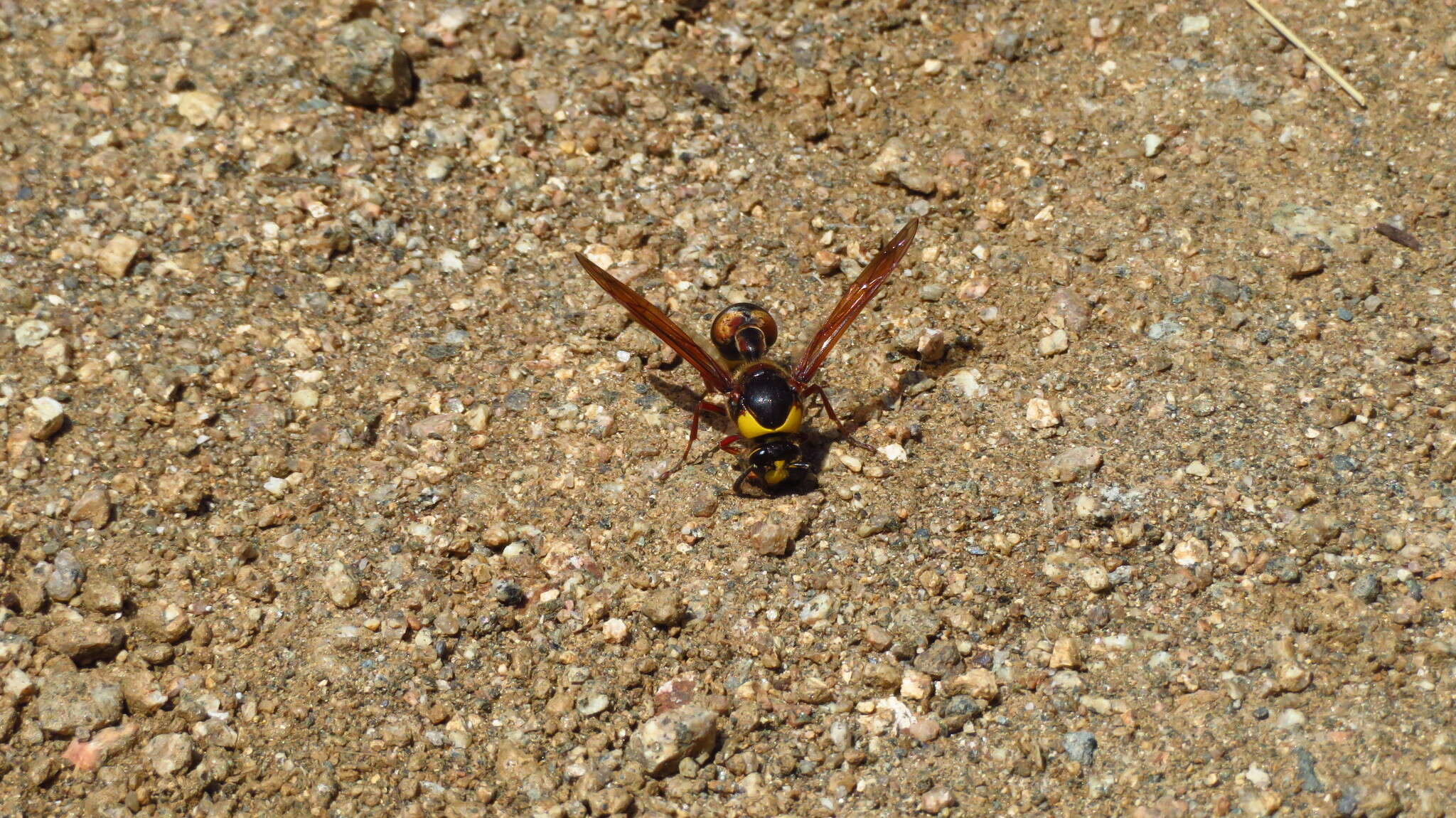 Image of Delta unguiculatum (Villers 1789)