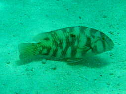 Image of Graphic tuskfish