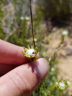 Image of Phylica fruticosa Schltr.