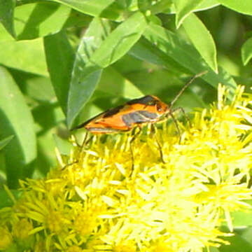 Image de Oncopeltus (Erythrischius) fasciatus (Dallas & W. S. 1852)